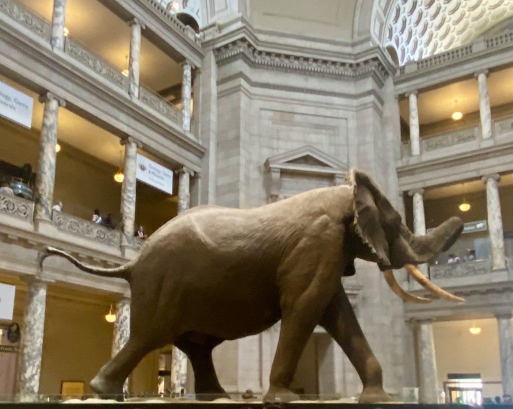 Full sized, posed standing elephant with tusks in museum rotunda