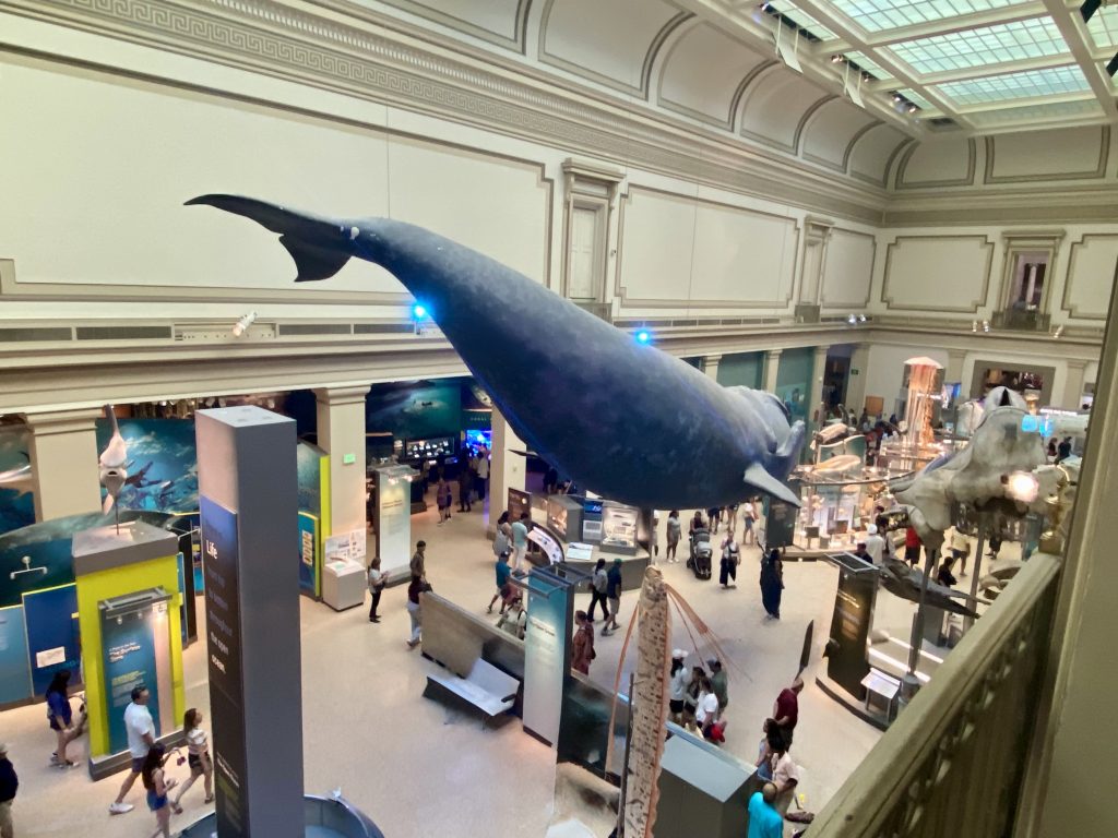A whale is suspended from the ceiling of a museum.