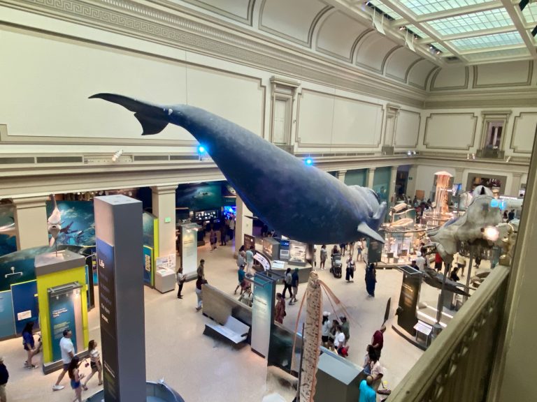 A whale is suspended from the ceiling of a museum.