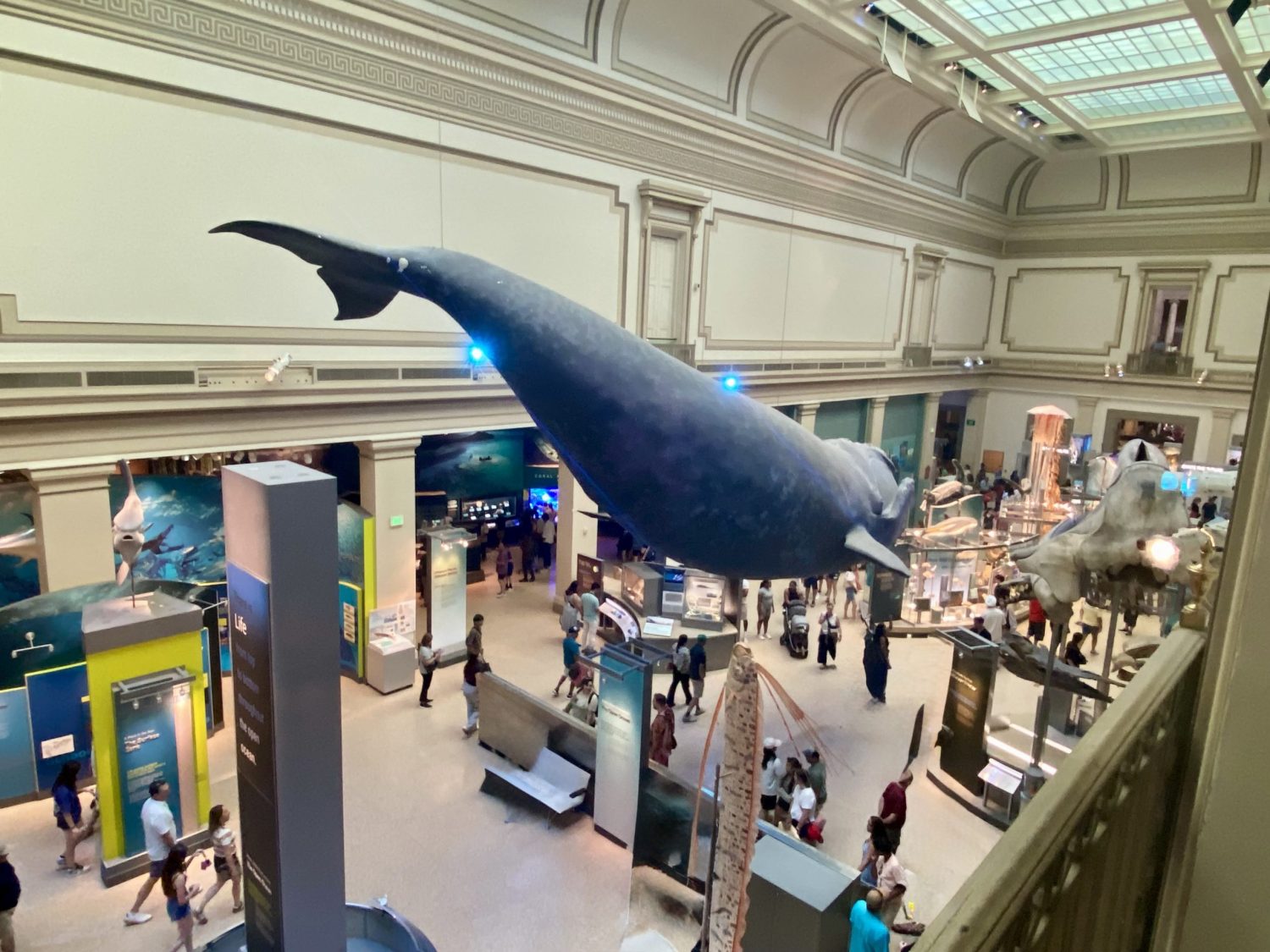 A whale is suspended from the ceiling of a museum.