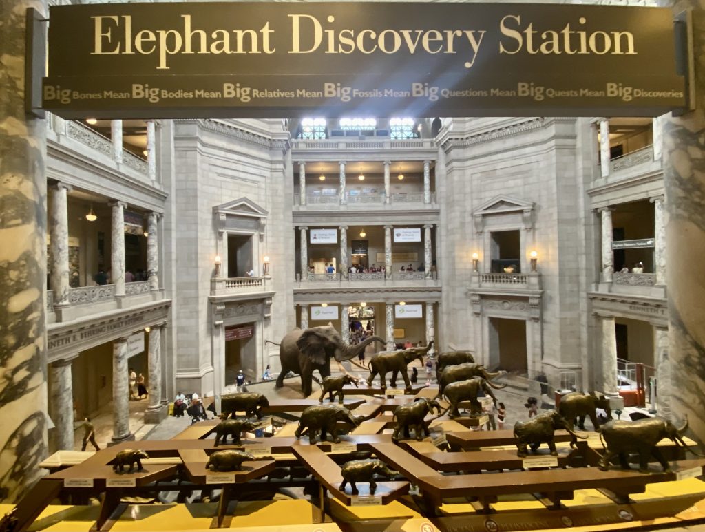 The elephant discovery station at the national museum of natural history.