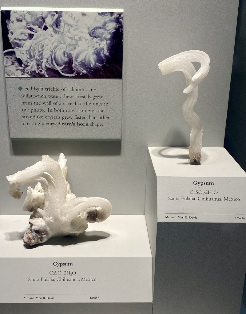 Two white Gypsum specimens on display.