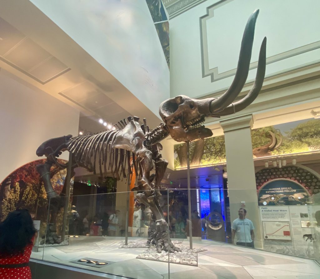 A mammoth skeleton is on display at the Natural History Museum