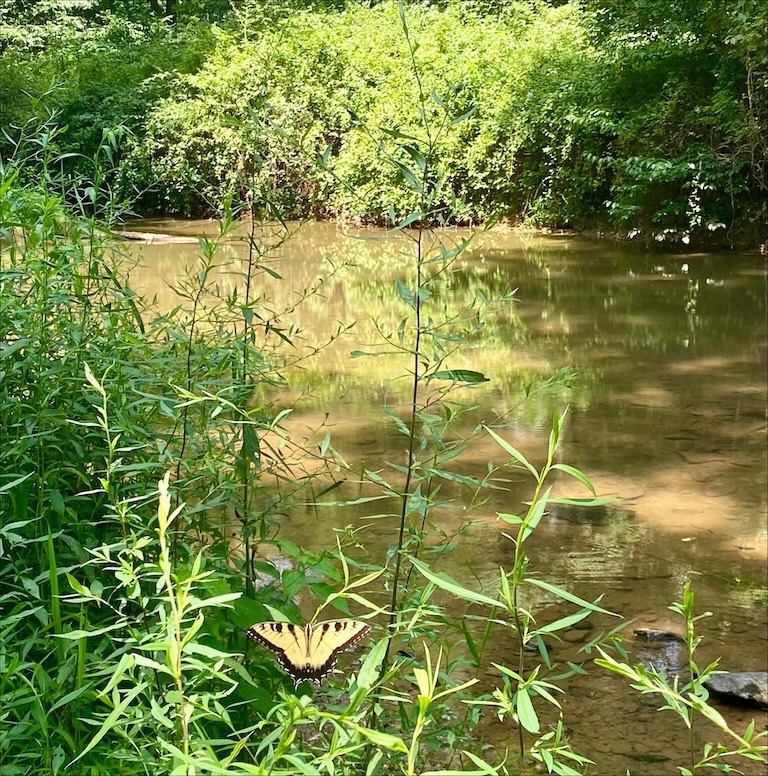 Calm river surrounded by lush green trees and reeds with yellow butterfly along hiking trail at Patuxent River State Park