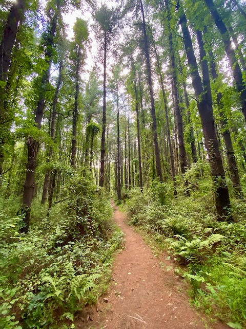Narrow dirt trail among tall trees and lush, green ground covering at Maryland hiking location