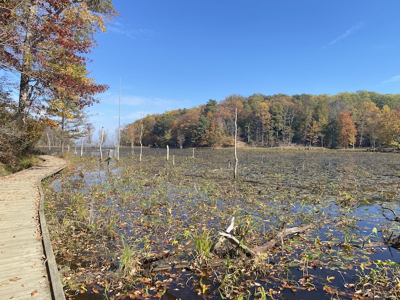 Wooden boardwalk over swamp with trees in the background