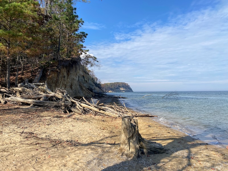 Fallen tree debris at Fossil beach on Chesapeake Bay