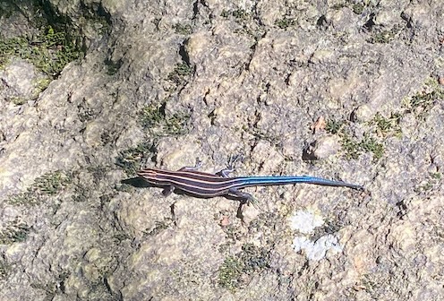 Black striped lizard with blue tail laying on textured rock at Cunningham State Park in Maryland
