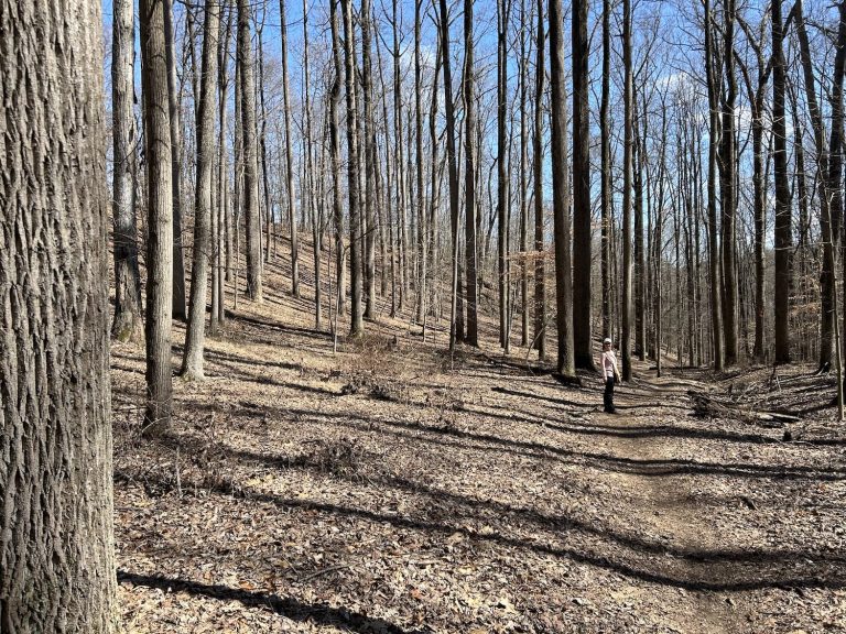 woman standing among tall, leafless trees on Maryland hiking trail
