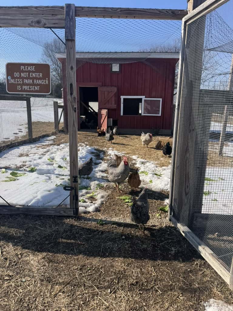 Several chickens walking around enclosed pen