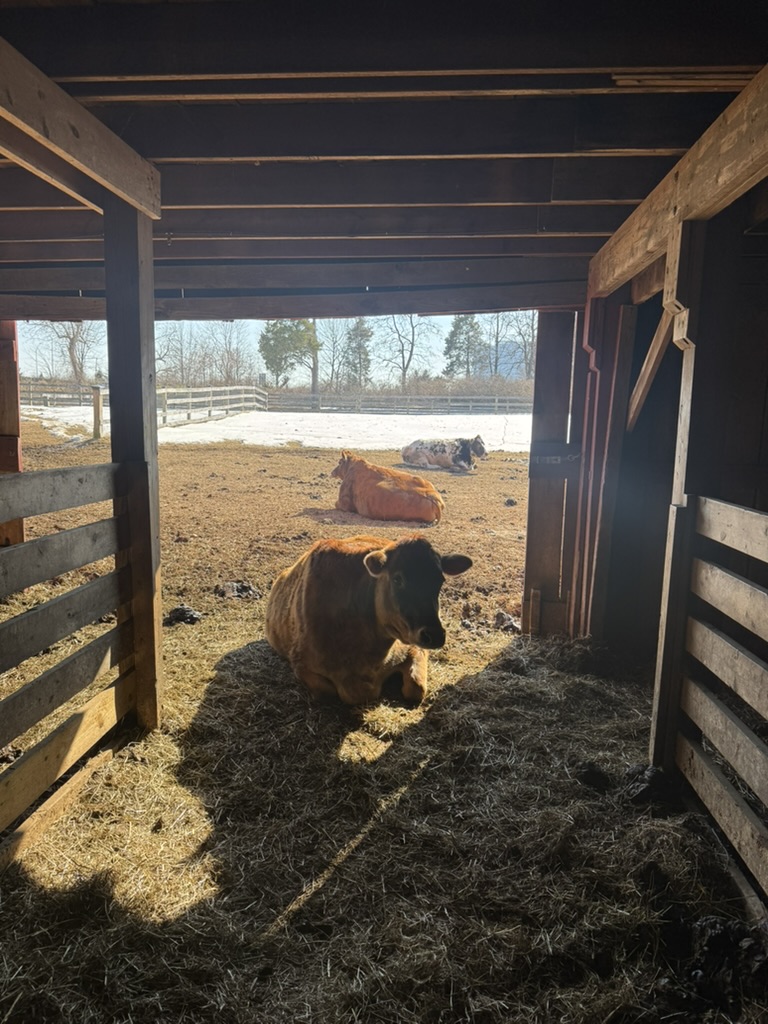 three cows laying in pasture